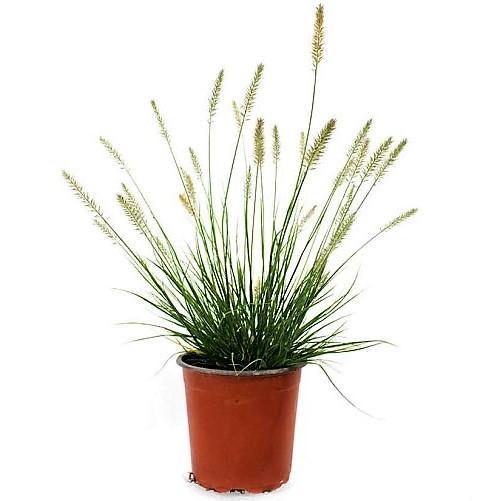 Pennisetum alopecuroides, Chinese fountain grass - www.FOP.ae Buy online Best and Healthy Plants and quality products guarantee in Dubai Plants Shop in Dubai Abu Dhabi all over UAE Plants near me Fresh Plants in Dubai where to buy plants in UAE - FOP.ae