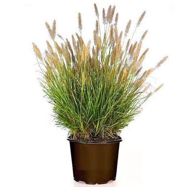 Pennisetum alopecuroides, Chinese fountain grass - www.FOP.ae Buy online Best and Healthy Plants and quality products guarantee in Dubai Plants Shop in Dubai Abu Dhabi all over UAE Plants near me Fresh Plants in Dubai where to buy plants in UAE - FOP.ae