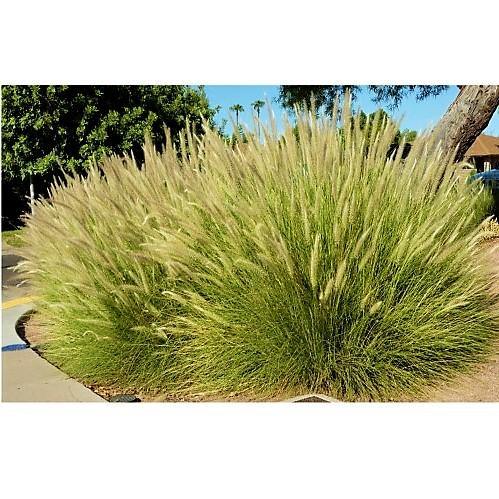 Pennisetum Setaceum, African Fountain Grass, Tender Fountain Grass - www.FOP.ae Buy online Best and Healthy Plants and quality products guarantee in Dubai Plants Shop in Dubai Abu Dhabi all over UAE Plants near me Fresh Plants in Dubai where to buy plants in UAE - FOP.ae