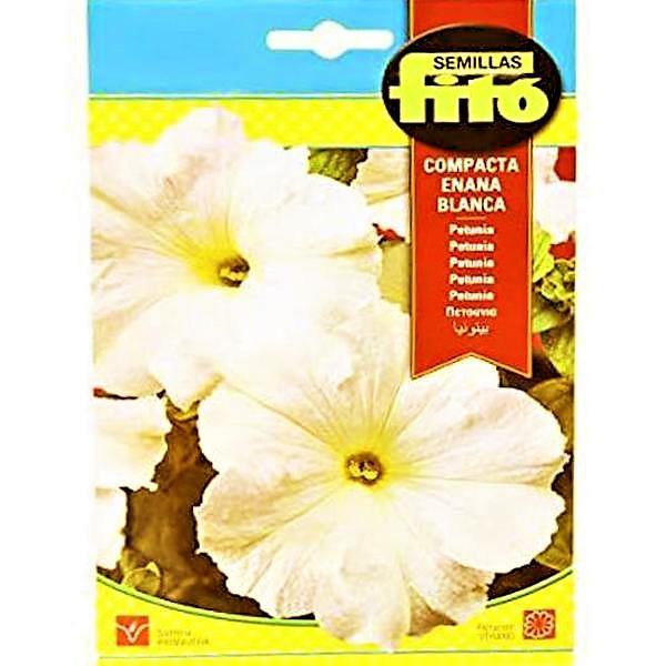 Dwarf Compact White Seeds - www.FOP.ae Buy online Best and Healthy Plants and quality products guarantee in Dubai Plants Shop in Dubai Abu Dhabi all over UAE Plants near me Fresh Plants in Dubai where to buy plants in UAE - FOP.ae