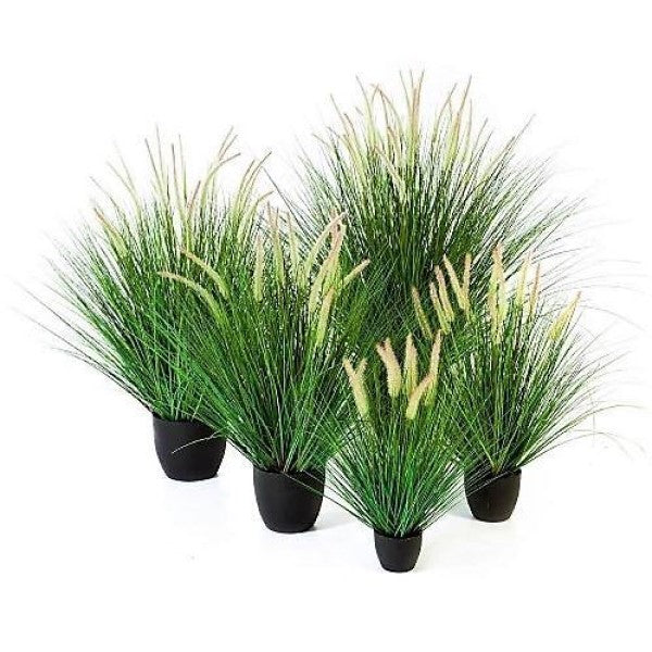Pennisetum Setaceum, African Fountain Grass, Tender Fountain Grass - www.FOP.ae Buy online Best and Healthy Plants and quality products guarantee in Dubai Plants Shop in Dubai Abu Dhabi all over UAE Plants near me Fresh Plants in Dubai where to buy plants in UAE - FOP.ae