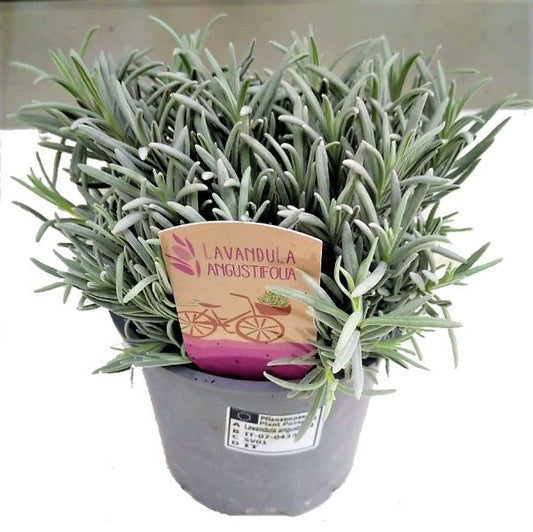 Lavender Herb, Lavandula Dentata - www.FOP.ae Buy online Best and Healthy Plants and quality products guarantee in Dubai Plants Shop in Dubai Abu Dhabi all over UAE Plants near me Fresh Plants in Dubai where to buy plants in UAE - FOP.ae