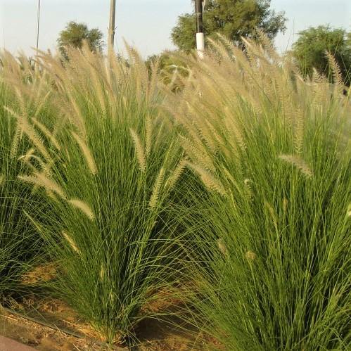 Pennisetum Setaceum, African Fountain Grass, Tender Fountain Grass - www.FOP.ae Buy online Best and Healthy Plants and quality products guarantee in Dubai Plants Shop in Dubai Abu Dhabi all over UAE Plants near me Fresh Plants in Dubai where to buy plants in UAE - FOP.ae