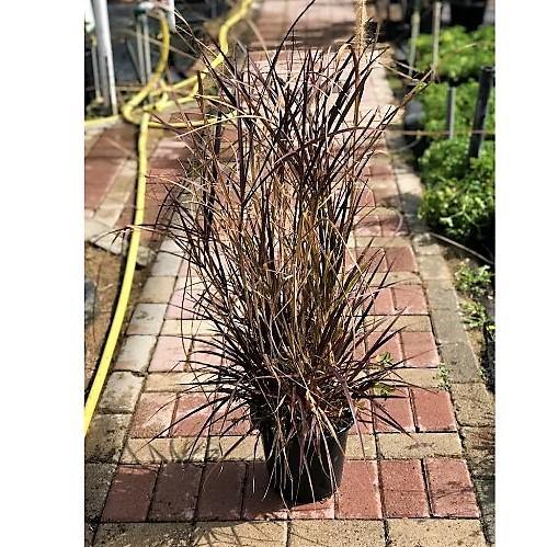 Pennisetum Rubrum, Purple Fountain Grass, African Fountain Grass, Tender Fountain Grass - www.FOP.ae Buy online Best and Healthy Plants and quality products guarantee in Dubai Plants Shop in Dubai Abu Dhabi all over UAE Plants near me Fresh Plants in Dubai where to buy plants in UAE - FOP.ae