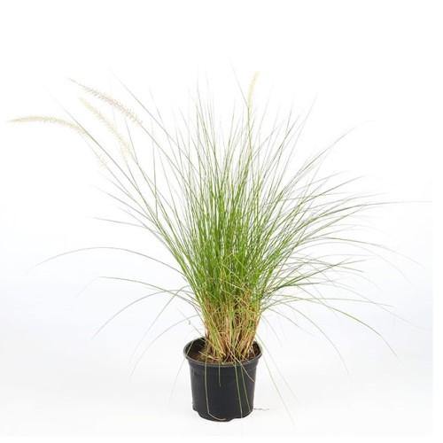 Pennisetum Setaceum, African Fountain Grass, Tender Fountain Grass - www.FOP.ae Buy online Best and Healthy Plants and quality products guarantee in Dubai Plants Shop in Dubai Abu Dhabi all over UAE Plants near me Fresh Plants in Dubai where to buy plants in UAE - FOP.ae