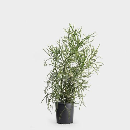 Euphorbia Tirucalli, Pencil Cactus - www.FOP.ae Buy online Best and Healthy Plants and quality products guarantee in Dubai Plants Shop in Dubai Abu Dhabi all over UAE Plants near me Fresh Plants in Dubai where to buy plants in UAE - FOP.ae
