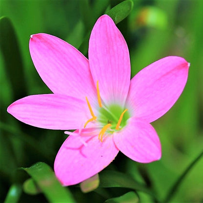 Rain Lily, Zephyr Lily, Zephyranthes Grandiflora, Lilly - www.FOP.ae Buy online Best and Healthy Plants and quality products guarantee in Dubai Plants Shop in Dubai Abu Dhabi all over UAE Plants near me Fresh Plants in Dubai where to buy plants in UAE - FOP.ae