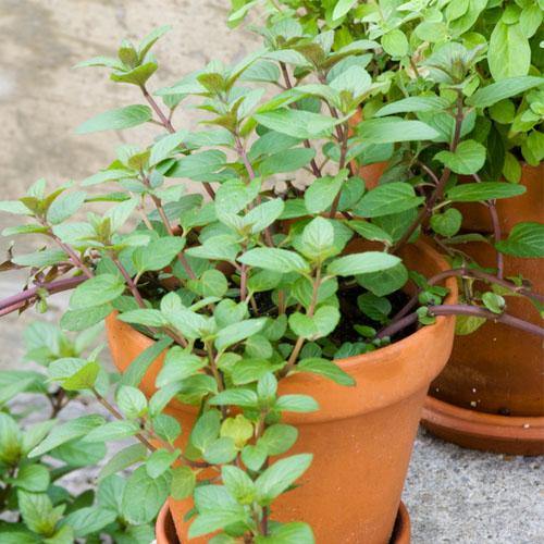 Sweet Marjoram - www.FOP.ae Buy online Best and Healthy Plants and quality products guarantee in Dubai Plants Shop in Dubai Abu Dhabi all over UAE Plants near me Fresh Plants in Dubai where to buy plants in UAE - FOP.ae