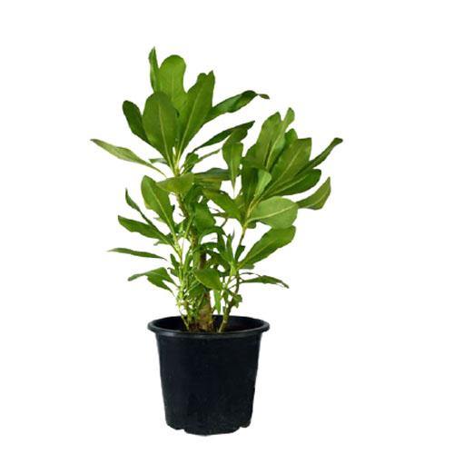 Scaevola frutescens, Vahl Beach Naupaka, Hawaiian Half Flower, Sea Lettuce - www.FOP.ae Buy online Best and Healthy Plants and quality products guarantee in Dubai Plants Shop in Dubai Abu Dhabi all over UAE Plants near me Fresh Plants in Dubai where to buy plants in UAE - FOP.ae