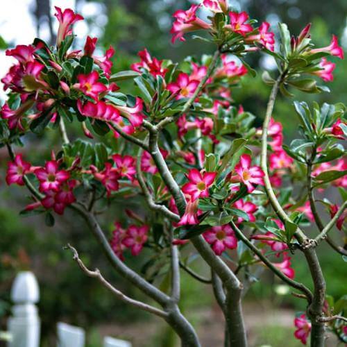 Adenium Obesum, Desert Rose, وردة الصحراء - www.FOP.ae Buy online Best and Healthy Plants and quality products guarantee in Dubai Plants Shop in Dubai Abu Dhabi all over UAE Plants near me Fresh Plants in Dubai where to buy plants in UAE - FOP.ae