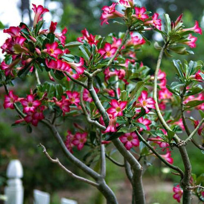 Adenium Obesum, Desert Rose, وردة الصحراء - www.FOP.ae Buy online Best and Healthy Plants and quality products guarantee in Dubai Plants Shop in Dubai Abu Dhabi all over UAE Plants near me Fresh Plants in Dubai where to buy plants in UAE - FOP.ae