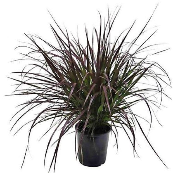 Pennisetum Rubrum, Purple Fountain Grass, African Fountain Grass, Tender Fountain Grass - www.FOP.ae Buy online Best and Healthy Plants and quality products guarantee in Dubai Plants Shop in Dubai Abu Dhabi all over UAE Plants near me Fresh Plants in Dubai where to buy plants in UAE - FOP.ae