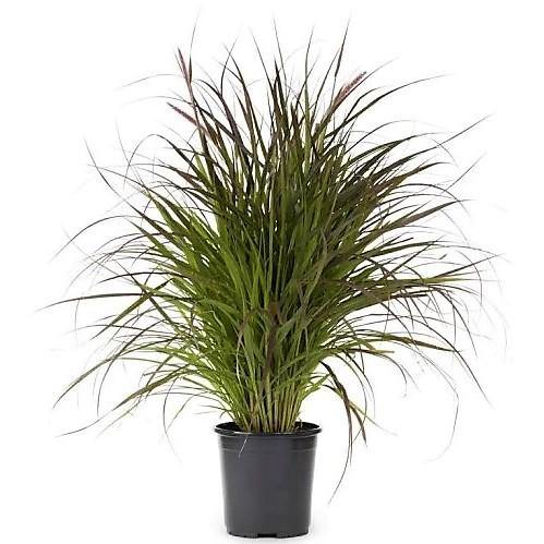 Pennisetum Rubrum, Purple Fountain Grass, African Fountain Grass, Tender Fountain Grass - www.FOP.ae Buy online Best and Healthy Plants and quality products guarantee in Dubai Plants Shop in Dubai Abu Dhabi all over UAE Plants near me Fresh Plants in Dubai where to buy plants in UAE - FOP.ae