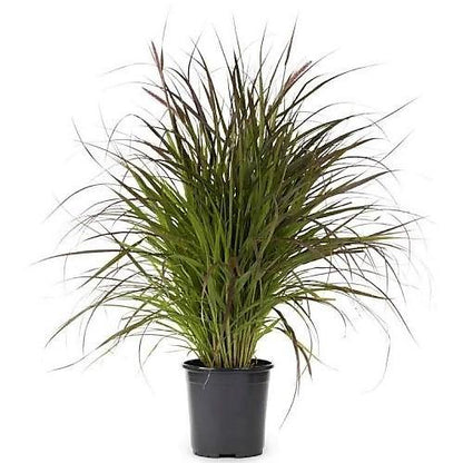 Pennisetum Rubrum, Purple Fountain Grass, African Fountain Grass, Tender Fountain Grass - www.FOP.ae Buy online Best and Healthy Plants and quality products guarantee in Dubai Plants Shop in Dubai Abu Dhabi all over UAE Plants near me Fresh Plants in Dubai where to buy plants in UAE - FOP.ae