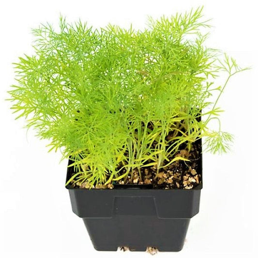 Dill Plant, Anethum Graveolens - www.FOP.ae Buy online Best and Healthy Plants and quality products guarantee in Dubai Plants Shop in Dubai Abu Dhabi all over UAE Plants near me Fresh Plants in Dubai where to buy plants in UAE - FOP.ae
