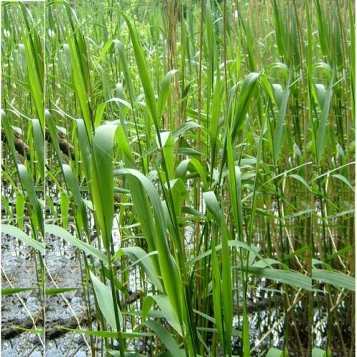 Phragmites Australis, Common Reed - www.FOP.ae Buy online Best and Healthy Plants and quality products guarantee in Dubai Plants Shop in Dubai Abu Dhabi all over UAE Plants near me Fresh Plants in Dubai where to buy plants in UAE - FOP.ae
