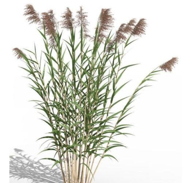 Phragmites Australis, Common Reed - www.FOP.ae Buy online Best and Healthy Plants and quality products guarantee in Dubai Plants Shop in Dubai Abu Dhabi all over UAE Plants near me Fresh Plants in Dubai where to buy plants in UAE - FOP.ae