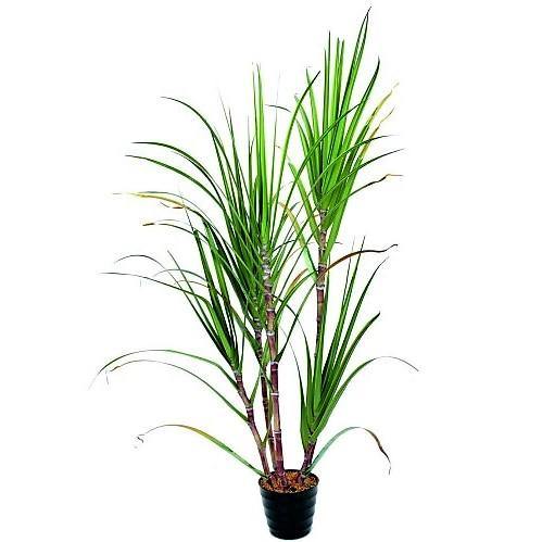 Saccharum Officinarum, Sugarcane, قصب السكر - www.FOP.ae Buy online Best and Healthy Plants and quality products guarantee in Dubai Plants Shop in Dubai Abu Dhabi all over UAE Plants near me Fresh Plants in Dubai where to buy plants in UAE - FOP.ae