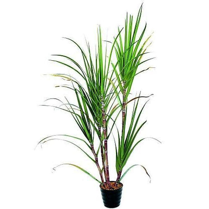 Saccharum Officinarum, Sugarcane, قصب السكر - www.FOP.ae Buy online Best and Healthy Plants and quality products guarantee in Dubai Plants Shop in Dubai Abu Dhabi all over UAE Plants near me Fresh Plants in Dubai where to buy plants in UAE - FOP.ae