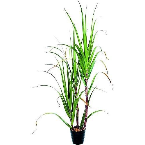 Saccharum Officinarum, Sugarcane, قصب السكر - www.FOP.ae Buy online Best and Healthy Plants and quality products guarantee in Dubai Plants Shop in Dubai Abu Dhabi all over UAE Plants near me Fresh Plants in Dubai where to buy plants in UAE - FOP.ae