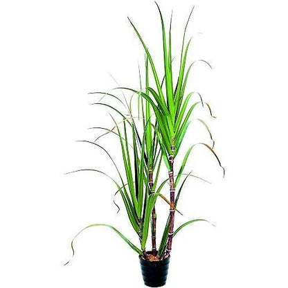 Saccharum Officinarum, Sugarcane, قصب السكر - www.FOP.ae Buy online Best and Healthy Plants and quality products guarantee in Dubai Plants Shop in Dubai Abu Dhabi all over UAE Plants near me Fresh Plants in Dubai where to buy plants in UAE - FOP.ae