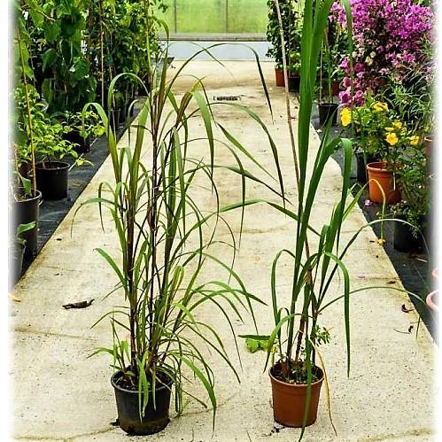 Saccharum Officinarum, Sugarcane, قصب السكر - www.FOP.ae Buy online Best and Healthy Plants and quality products guarantee in Dubai Plants Shop in Dubai Abu Dhabi all over UAE Plants near me Fresh Plants in Dubai where to buy plants in UAE - FOP.ae