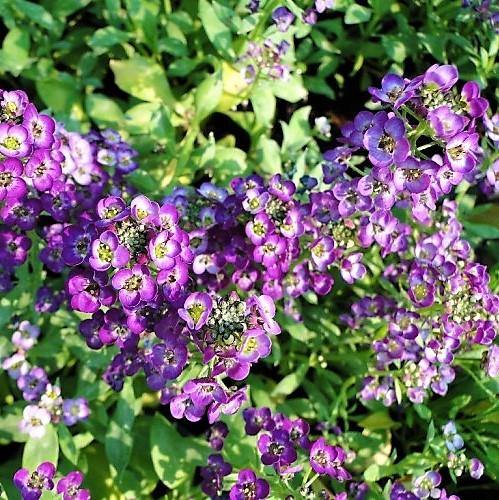 Alyssum, Alisons (small) - www.FOP.ae Buy online Best and Healthy Plants and quality products guarantee in Dubai Plants Shop in Dubai Abu Dhabi all over UAE Plants near me Fresh Plants in Dubai where to buy plants in UAE - FOP.ae