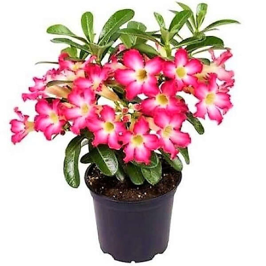 Adenium Obesum, Desert Rose, وردة الصحراء - www.FOP.ae Buy online Best and Healthy Plants and quality products guarantee in Dubai Plants Shop in Dubai Abu Dhabi all over UAE Plants near me Fresh Plants in Dubai where to buy plants in UAE - FOP.ae