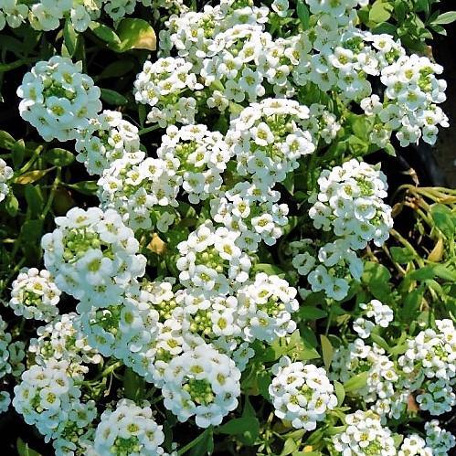 Alyssum, Alisons (small) - www.FOP.ae Buy online Best and Healthy Plants and quality products guarantee in Dubai Plants Shop in Dubai Abu Dhabi all over UAE Plants near me Fresh Plants in Dubai where to buy plants in UAE - FOP.ae