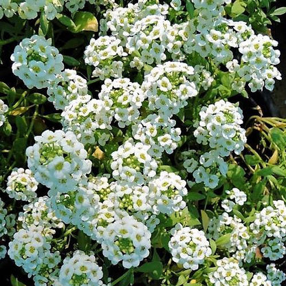 Alyssum, Alisons (small) - www.FOP.ae Buy online Best and Healthy Plants and quality products guarantee in Dubai Plants Shop in Dubai Abu Dhabi all over UAE Plants near me Fresh Plants in Dubai where to buy plants in UAE - FOP.ae