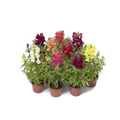 Antirrhium Majus, Snapdragon, Antirrhinum (small) - www.FOP.ae Buy online Best and Healthy Plants and quality products guarantee in Dubai Plants Shop in Dubai Abu Dhabi all over UAE Plants near me Fresh Plants in Dubai where to buy plants in UAE - FOP.ae