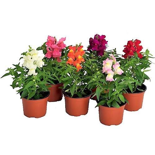 Antirrhium Majus, Snapdragon, Antirrhinum (small) - www.FOP.ae Buy online Best and Healthy Plants and quality products guarantee in Dubai Plants Shop in Dubai Abu Dhabi all over UAE Plants near me Fresh Plants in Dubai where to buy plants in UAE - FOP.ae