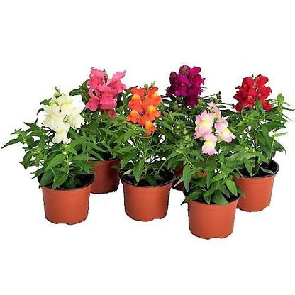 Antirrhium Majus, Snapdragon, Antirrhinum (small) - www.FOP.ae Buy online Best and Healthy Plants and quality products guarantee in Dubai Plants Shop in Dubai Abu Dhabi all over UAE Plants near me Fresh Plants in Dubai where to buy plants in UAE - FOP.ae