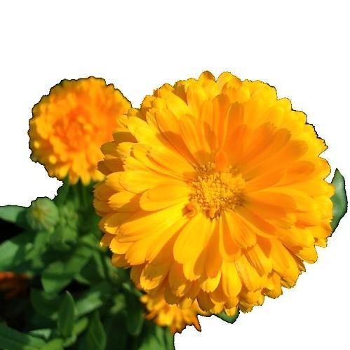 Calendula Officinalis, English Marigold (small) - www.FOP.ae Buy online Best and Healthy Plants and quality products guarantee in Dubai Plants Shop in Dubai Abu Dhabi all over UAE Plants near me Fresh Plants in Dubai where to buy plants in UAE - FOP.ae