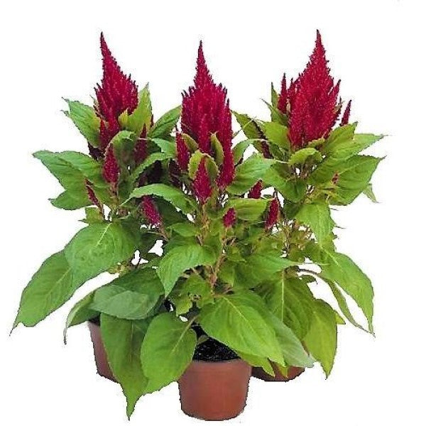 Celosia Plumosa, Silver Cock’s Comb (small) - www.FOP.ae Buy online Best and Healthy Plants and quality products guarantee in Dubai Plants Shop in Dubai Abu Dhabi all over UAE Plants near me Fresh Plants in Dubai where to buy plants in UAE - FOP.ae