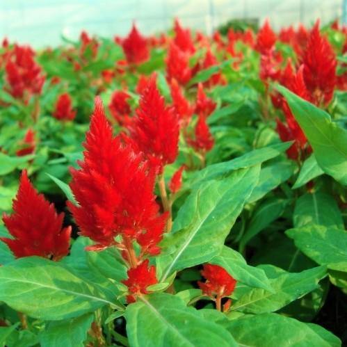 Celosia Plumosa, Silver Cock’s Comb (small) - www.FOP.ae Buy online Best and Healthy Plants and quality products guarantee in Dubai Plants Shop in Dubai Abu Dhabi all over UAE Plants near me Fresh Plants in Dubai where to buy plants in UAE - FOP.ae
