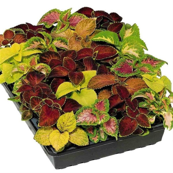 Coleus Mix per piece (small) - www.FOP.ae Buy online Best and Healthy Plants and quality products guarantee in Dubai Plants Shop in Dubai Abu Dhabi all over UAE Plants near me Fresh Plants in Dubai where to buy plants in UAE - FOP.ae