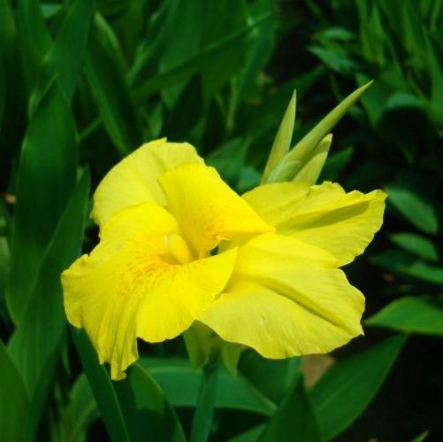 Canna indica, Canna Green - www.FOP.ae Buy online Best and Healthy Plants and quality products guarantee in Dubai Plants Shop in Dubai Abu Dhabi all over UAE Plants near me Fresh Plants in Dubai where to buy plants in UAE - FOP.ae