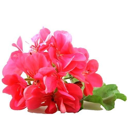 Geranium, Crane’s-Bill - www.FOP.ae Buy online Best and Healthy Plants and quality products guarantee in Dubai Plants Shop in Dubai Abu Dhabi all over UAE Plants near me Fresh Plants in Dubai where to buy plants in UAE - FOP.ae