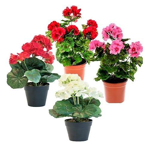 Geranium, Crane’s-Bill - www.FOP.ae Buy online Best and Healthy Plants and quality products guarantee in Dubai Plants Shop in Dubai Abu Dhabi all over UAE Plants near me Fresh Plants in Dubai where to buy plants in UAE - FOP.ae