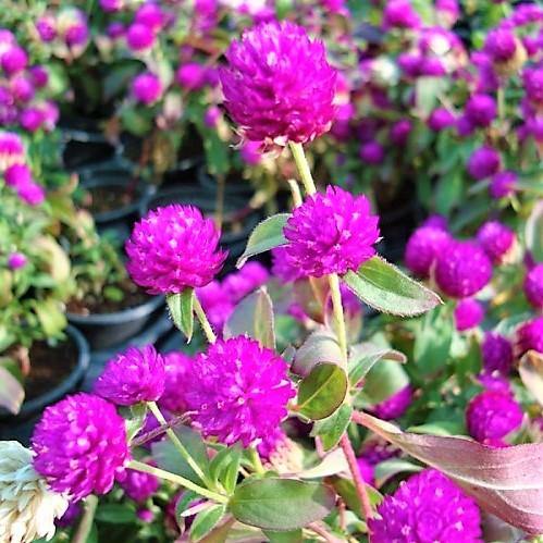 Gompherena Flowers (small) - www.FOP.ae Buy online Best and Healthy Plants and quality products guarantee in Dubai Plants Shop in Dubai Abu Dhabi all over UAE Plants near me Fresh Plants in Dubai where to buy plants in UAE - FOP.ae