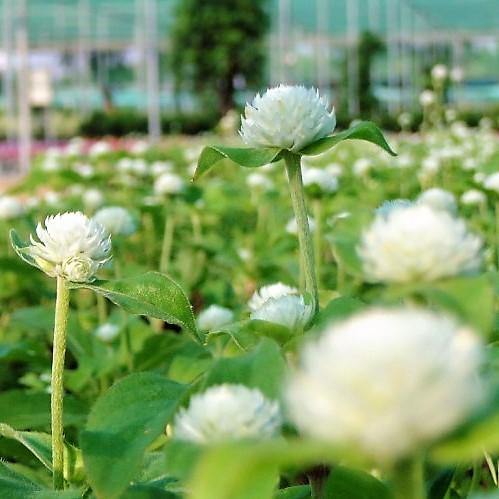 Gompherena Flowers (small) - www.FOP.ae Buy online Best and Healthy Plants and quality products guarantee in Dubai Plants Shop in Dubai Abu Dhabi all over UAE Plants near me Fresh Plants in Dubai where to buy plants in UAE - FOP.ae
