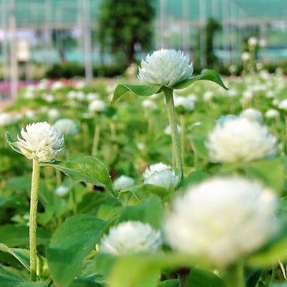 Gompherena Flowers (small) - www.FOP.ae Buy online Best and Healthy Plants and quality products guarantee in Dubai Plants Shop in Dubai Abu Dhabi all over UAE Plants near me Fresh Plants in Dubai where to buy plants in UAE - FOP.ae