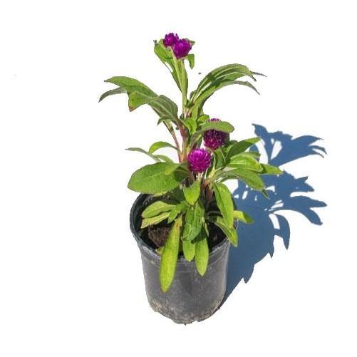 Gompherena Flowers (small) - www.FOP.ae Buy online Best and Healthy Plants and quality products guarantee in Dubai Plants Shop in Dubai Abu Dhabi all over UAE Plants near me Fresh Plants in Dubai where to buy plants in UAE - FOP.ae