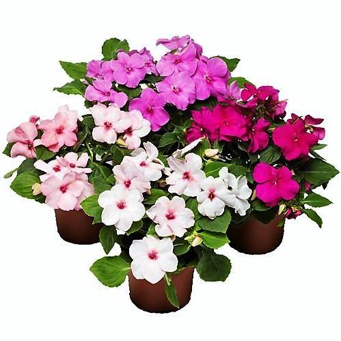 Impetiens, Touch-me-not - www.FOP.ae Buy online Best and Healthy Plants and quality products guarantee in Dubai Plants Shop in Dubai Abu Dhabi all over UAE Plants near me Fresh Plants in Dubai where to buy plants in UAE - FOP.ae