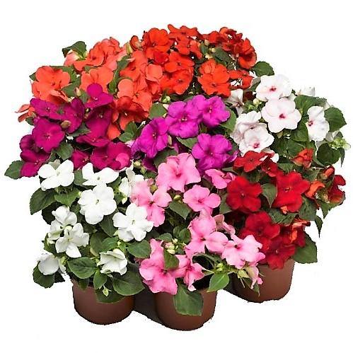 Impetiens, Touch-me-not - www.FOP.ae Buy online Best and Healthy Plants and quality products guarantee in Dubai Plants Shop in Dubai Abu Dhabi all over UAE Plants near me Fresh Plants in Dubai where to buy plants in UAE - FOP.ae