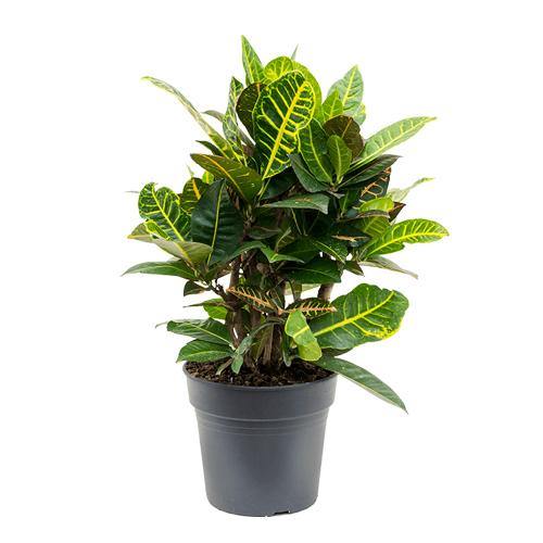 Codiaeum Variegatum, Croton Outdoor Mix - www.FOP.ae Buy online Best and Healthy Plants and quality products guarantee in Dubai Plants Shop in Dubai Abu Dhabi all over UAE Plants near me Fresh Plants in Dubai where to buy plants in UAE - FOP.ae