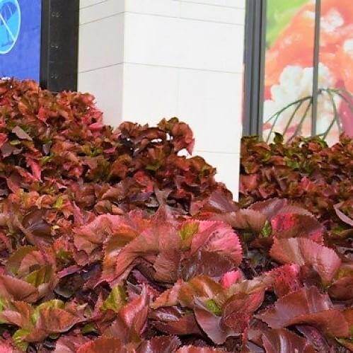 Acalypha wilkesiana, Copper Leaf - www.FOP.ae Buy online Best and Healthy Plants and quality products guarantee in Dubai Plants Shop in Dubai Abu Dhabi all over UAE Plants near me Fresh Plants in Dubai where to buy plants in UAE - FOP.ae