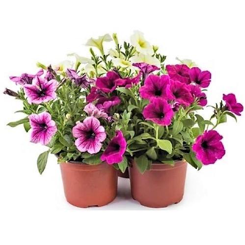 Petunia, Petunias (small) - www.FOP.ae Buy online Best and Healthy Plants and quality products guarantee in Dubai Plants Shop in Dubai Abu Dhabi all over UAE Plants near me Fresh Plants in Dubai where to buy plants in UAE - FOP.ae