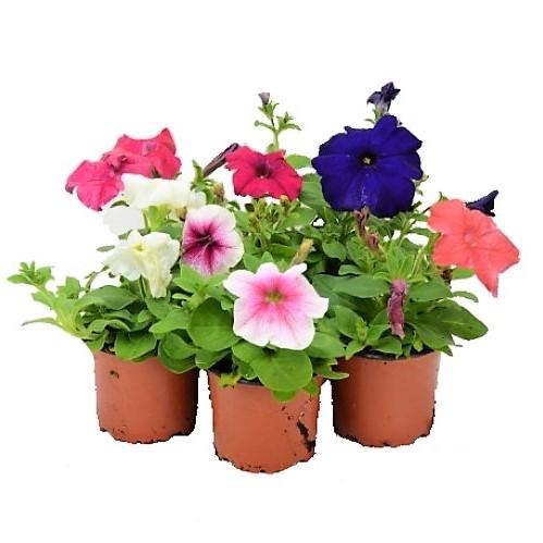 Petunia, Petunias (small) - www.FOP.ae Buy online Best and Healthy Plants and quality products guarantee in Dubai Plants Shop in Dubai Abu Dhabi all over UAE Plants near me Fresh Plants in Dubai where to buy plants in UAE - FOP.ae